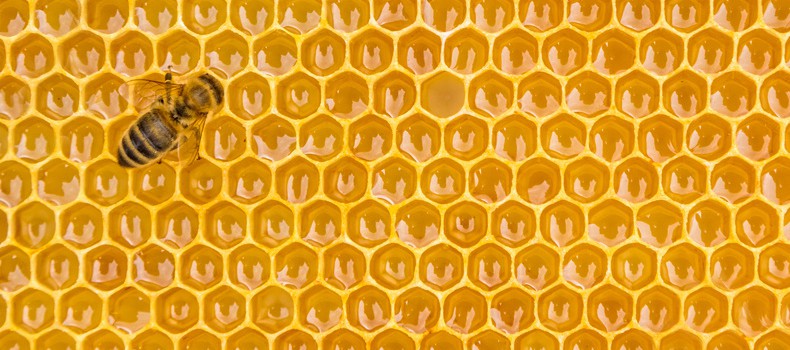 Close up view of the working bees on honey cells, copyspace for text